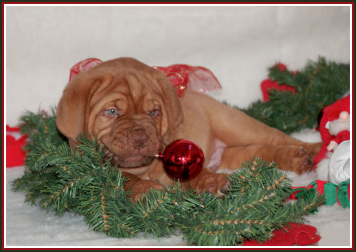 kerst pup10.jpg